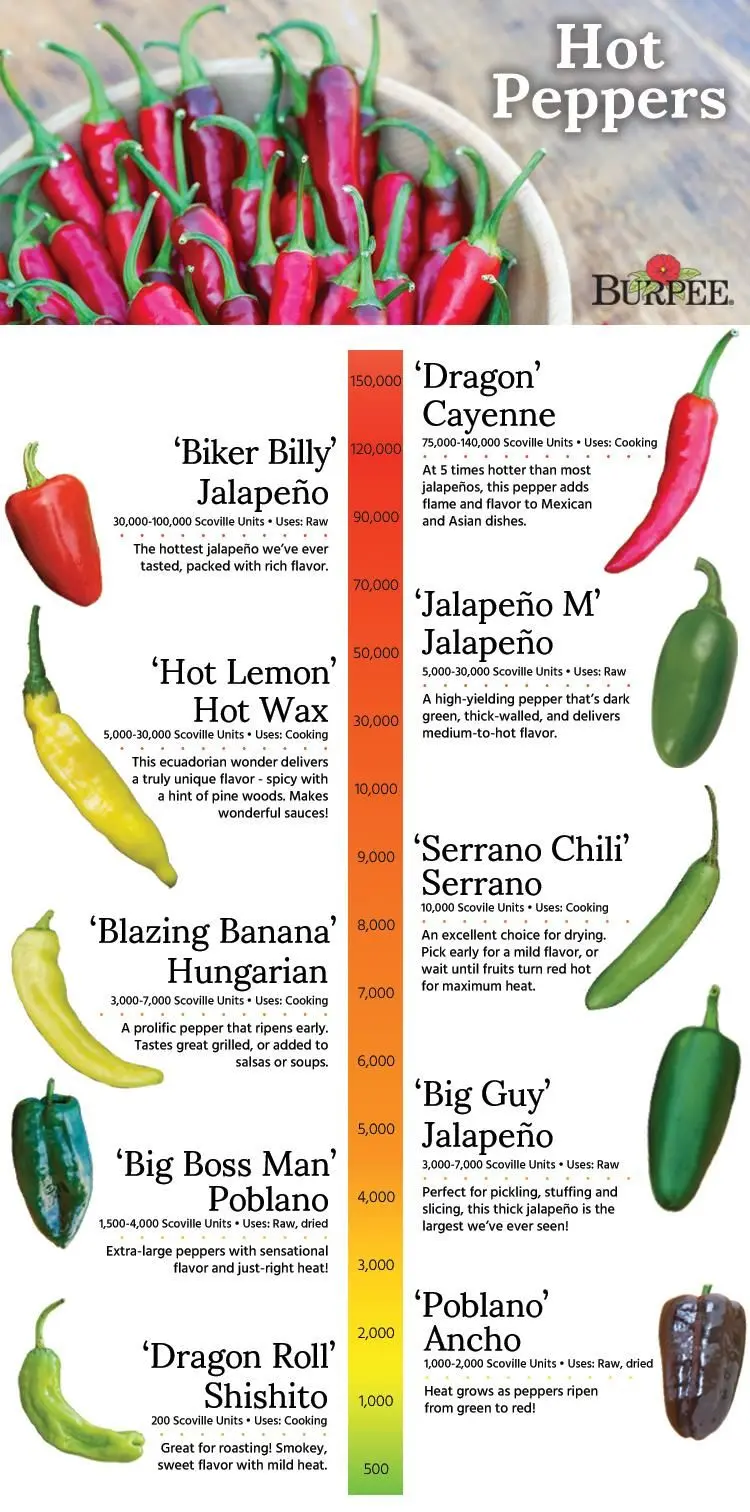 Varieties of hot pepper