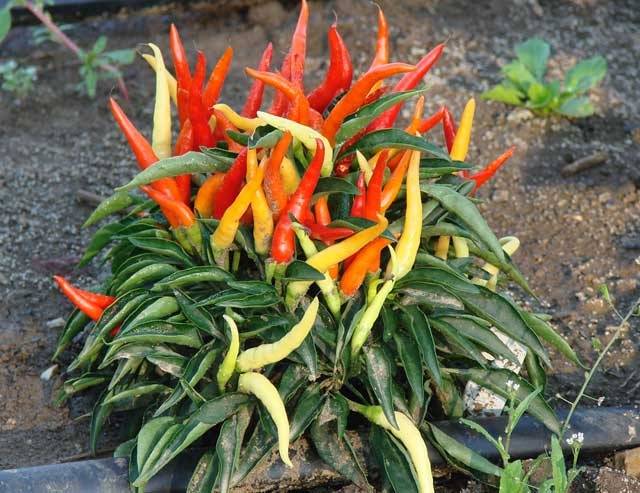 Varieties of hot peppers for indoor cultivation