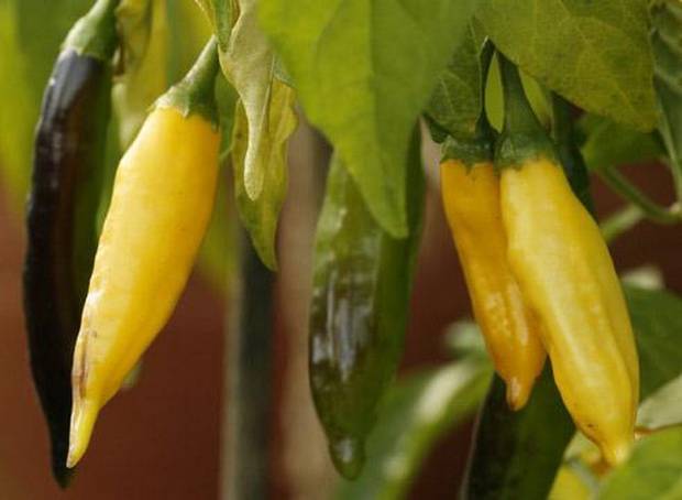 Varieties of hot peppers for indoor cultivation