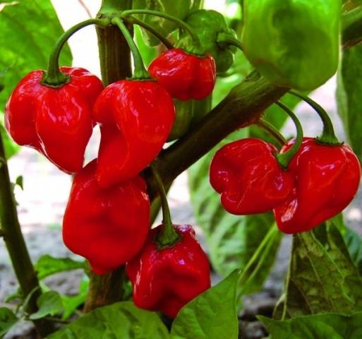 Varieties of hot peppers for indoor cultivation