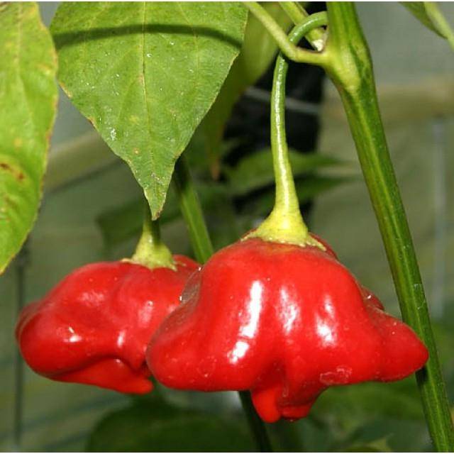 Varieties of hot peppers for indoor cultivation