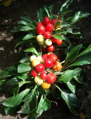 Varieties of hot peppers for indoor cultivation