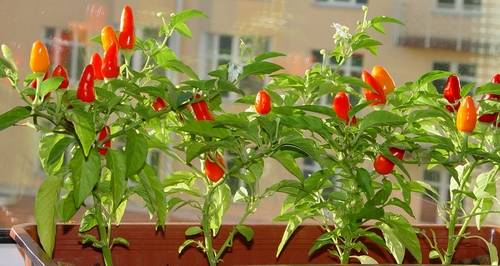 Varieties of hot peppers for indoor cultivation