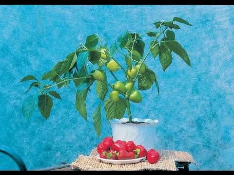 Varieties of hot peppers for indoor cultivation