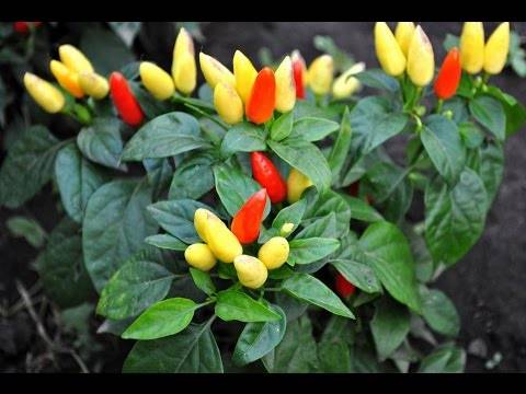 Varieties of hot peppers for indoor cultivation