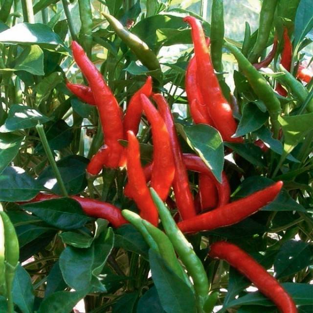 Varieties of hot peppers for indoor cultivation