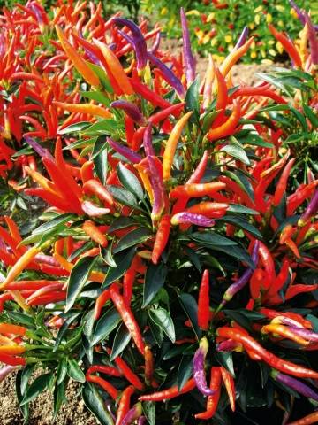 Varieties of hot peppers for indoor cultivation