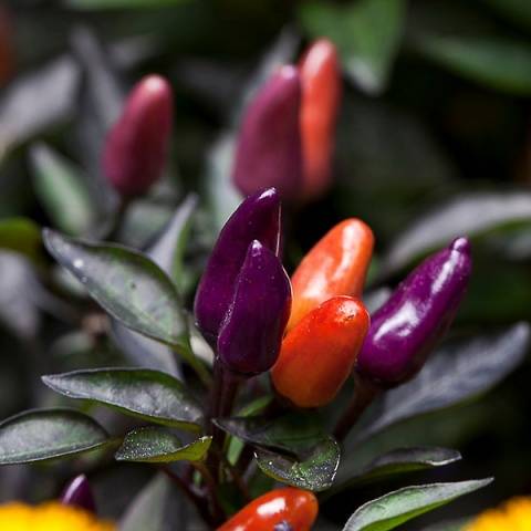 Varieties of hot peppers for indoor cultivation