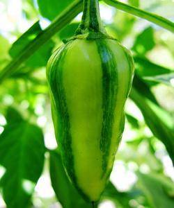 Varieties of hot peppers for indoor cultivation