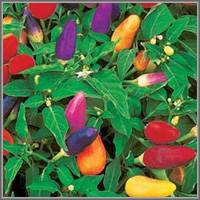 Varieties of hot peppers for indoor cultivation