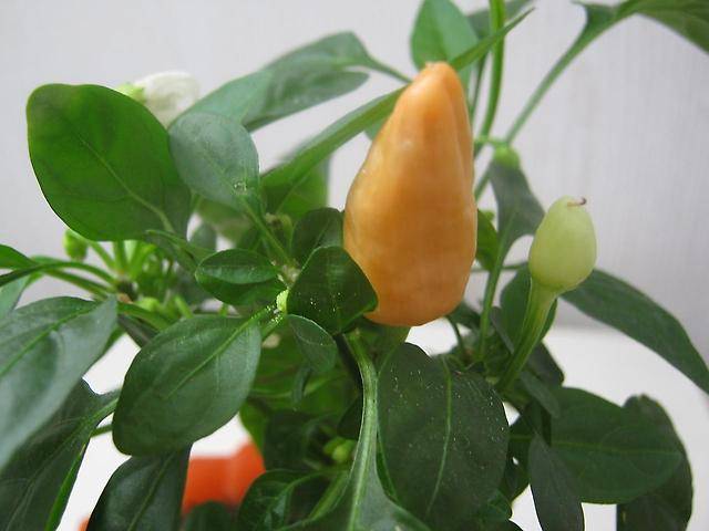 Varieties of hot peppers for indoor cultivation