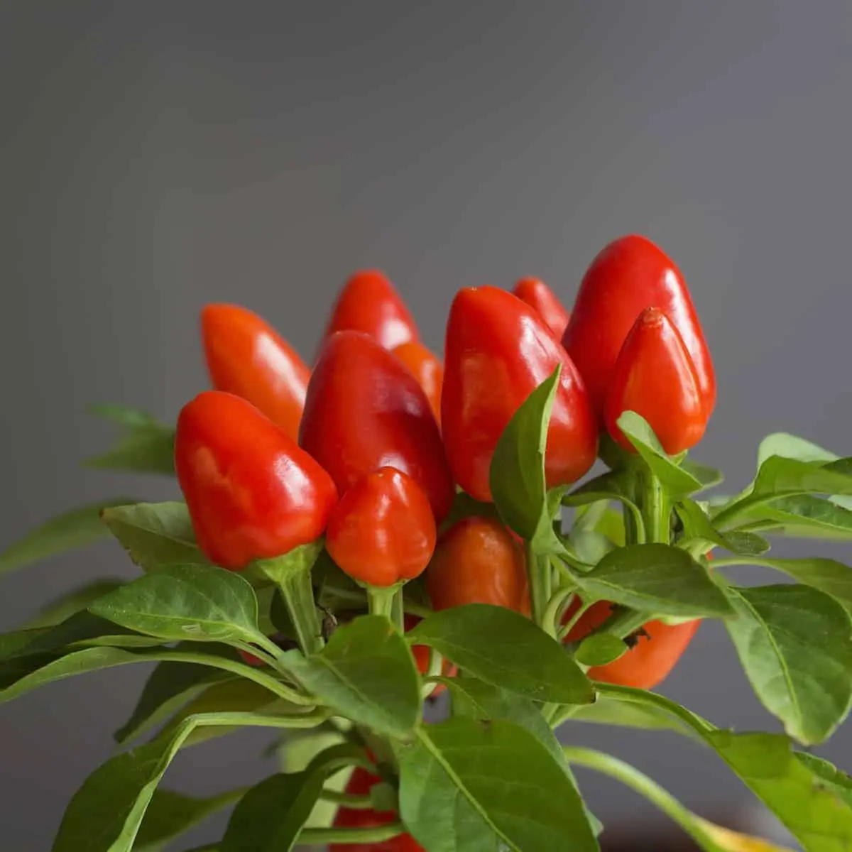 Varieties of hot peppers for indoor cultivation