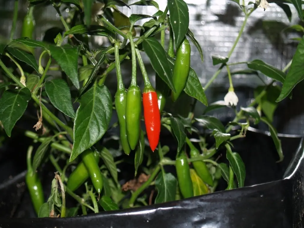 Varieties of hot peppers of early, middle and late ripening with a photo + indoor and high-yielding varieties