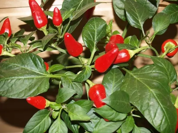 Varieties of hot peppers of early, middle and late ripening with a photo + indoor and high-yielding varieties