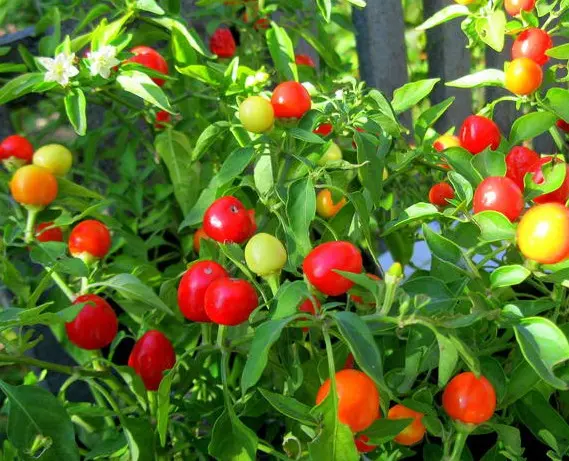 Varieties of hot peppers of early, middle and late ripening with a photo + indoor and high-yielding varieties