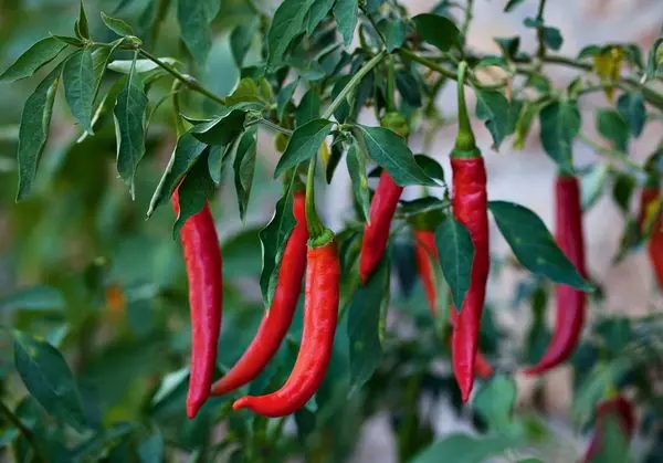 Varieties of hot peppers of early, middle and late ripening with a photo + indoor and high-yielding varieties