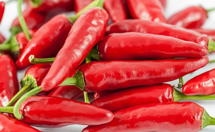 Varieties of hot peppers of early, middle and late ripening with a photo + indoor and high-yielding varieties