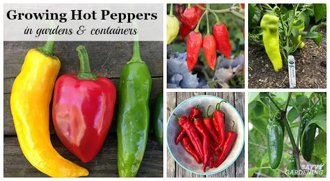 Varieties of hot peppers of early, middle and late ripening with a photo + indoor and high-yielding varieties