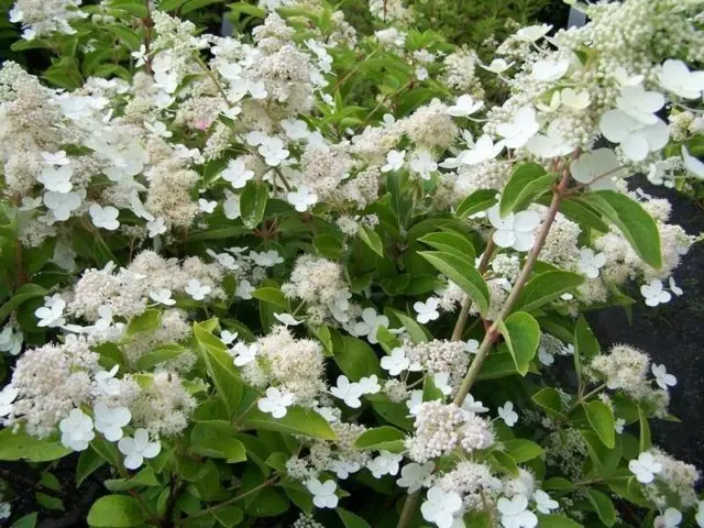 Varieties of hydrangea paniculata: with photos and names, rating of the best