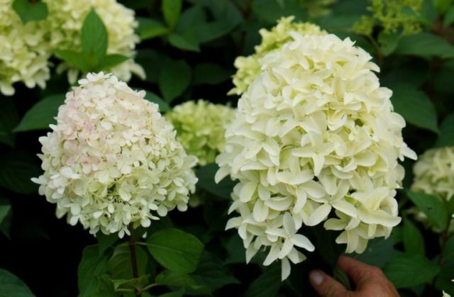 Varieties of hydrangea paniculata: with photos and names, rating of the best