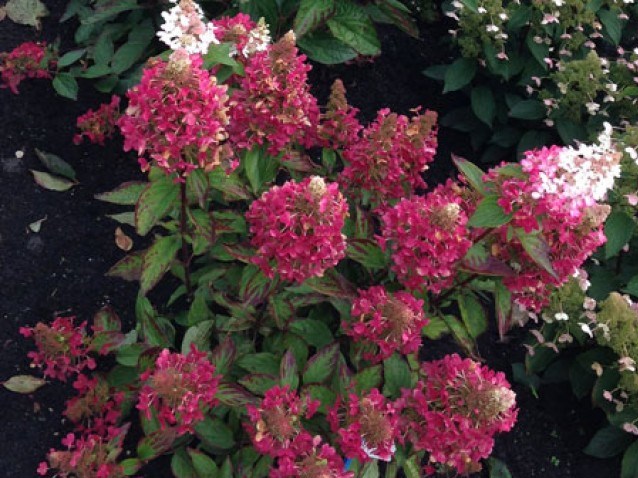 Varieties of hydrangea paniculata: with photos and names, rating of the best