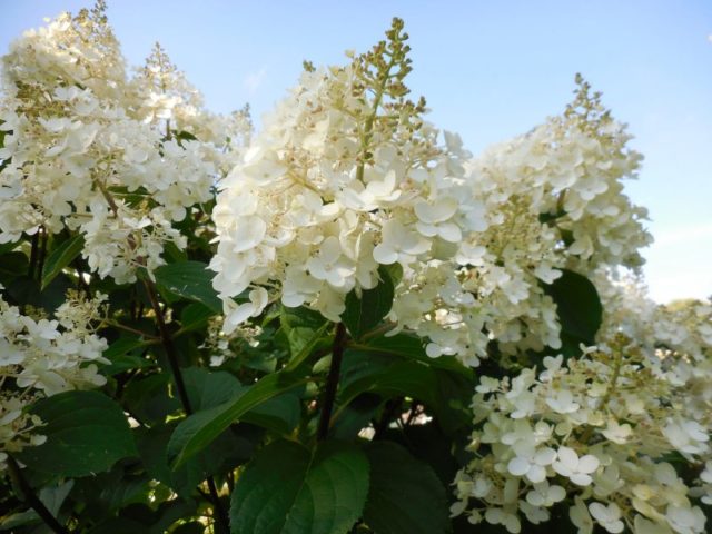 Varieties of hydrangea paniculata: with photos and names, rating of the best