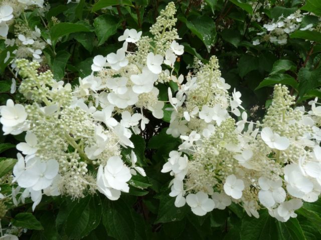 Varieties of hydrangea paniculata: with photos and names, rating of the best