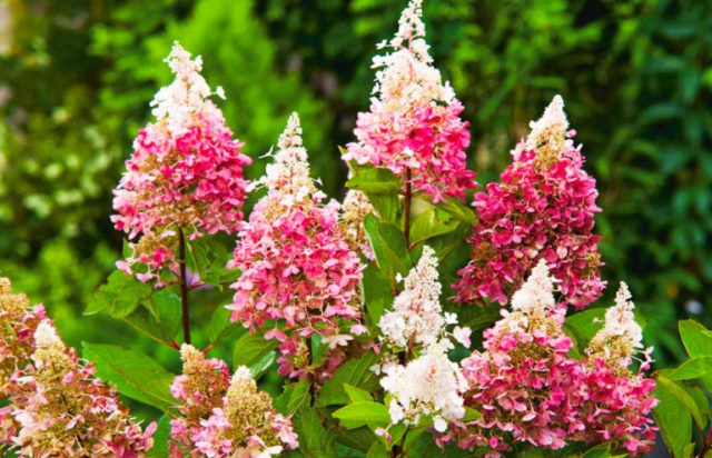 Varieties of hydrangea paniculata: with photos and names, rating of the best