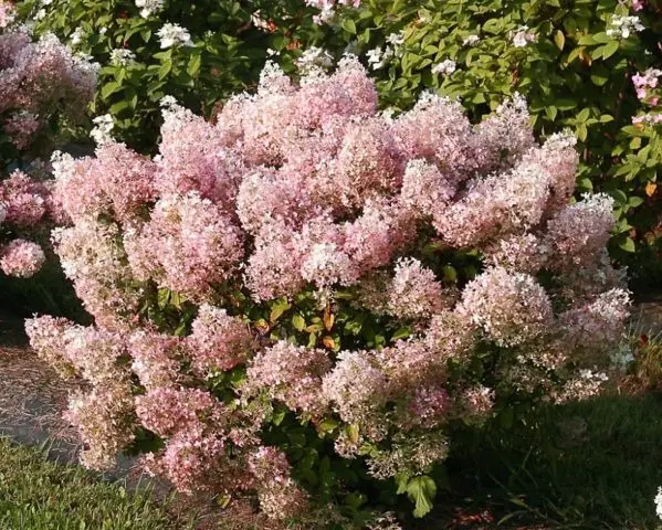 Varieties of hydrangea paniculata: with photos and names, rating of the best