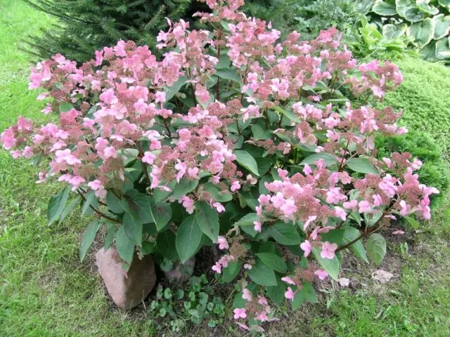 Varieties of hydrangea paniculata: with photos and names, rating of the best