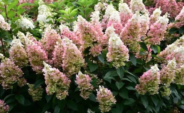 Varieties of hydrangea paniculata: with photos and names, rating of the best