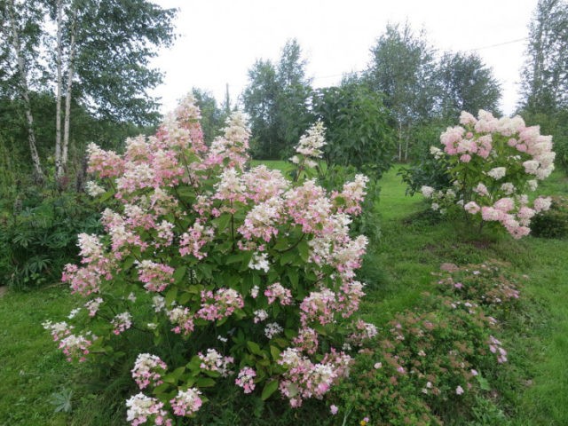 Varieties of hydrangea paniculata: with photos and names, rating of the best