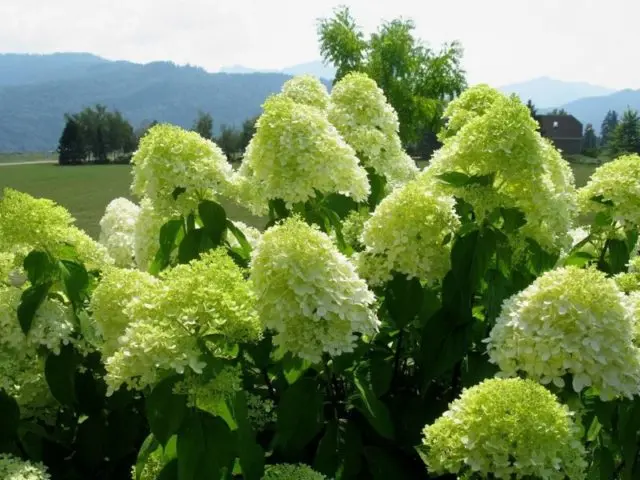 Varieties of hydrangea paniculata: with photos and names, rating of the best