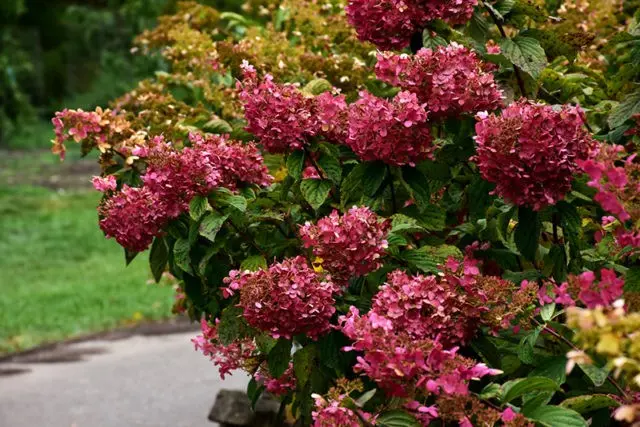 Varieties of hydrangea paniculata: with photos and names, rating of the best