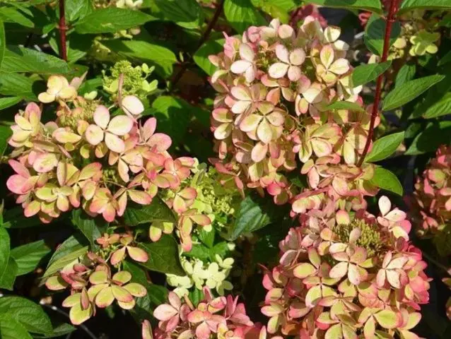 Varieties of hydrangea paniculata: with photos and names, rating of the best