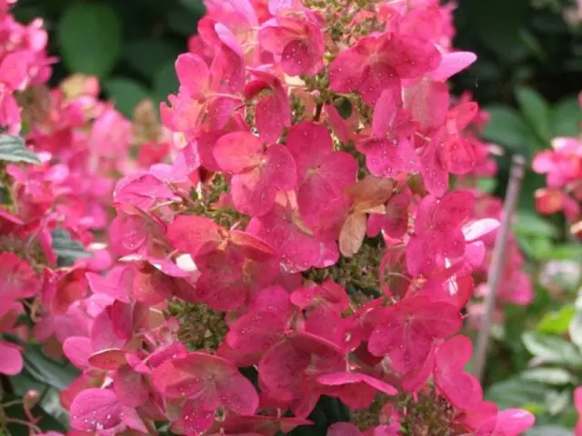 Varieties of hydrangea paniculata: with photos and names, rating of the best