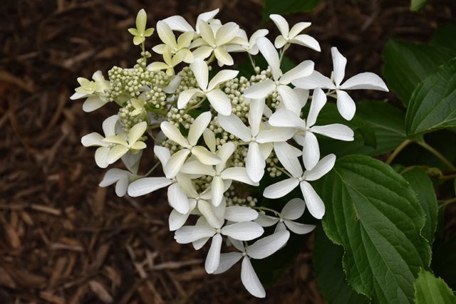 Varieties of hydrangea paniculata: with photos and names, rating of the best