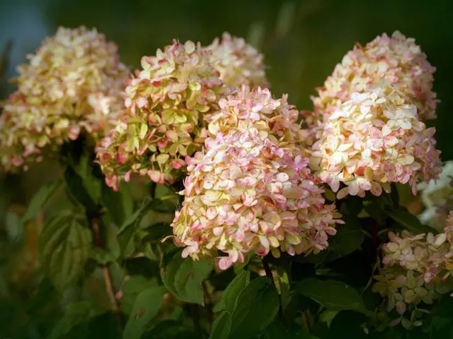 Varieties of hydrangea paniculata: with photos and names, rating of the best