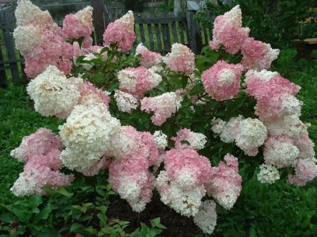 Varieties of hydrangea paniculata: with photos and names, rating of the best