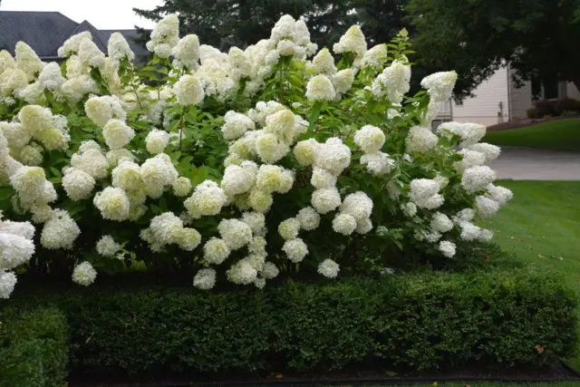 Varieties of hydrangea paniculata: with photos and names, rating of the best