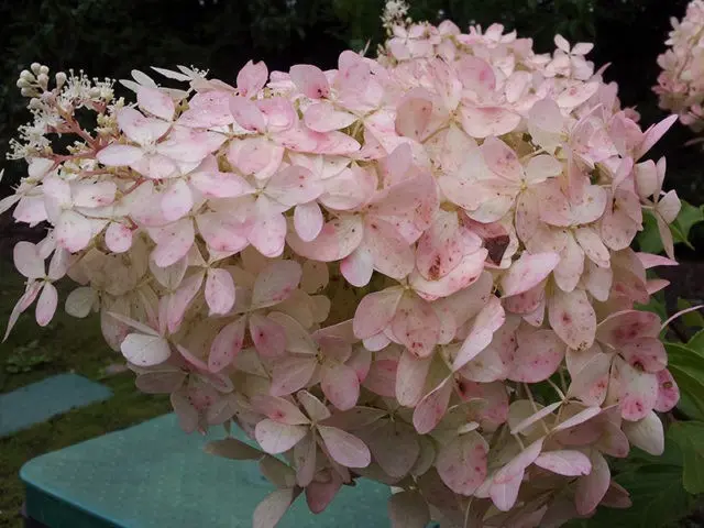 Varieties of hydrangea paniculata: with photos and names, rating of the best