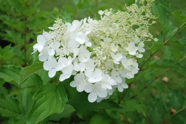 Varieties of hydrangea paniculata: with photos and names, rating of the best