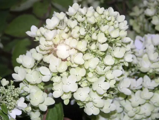 Varieties of hydrangea paniculata: with photos and names, rating of the best