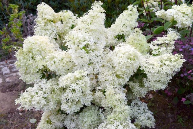 Varieties of hydrangea paniculata: with photos and names, rating of the best