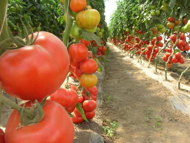 Varieties of indeterminate tomatoes for open ground