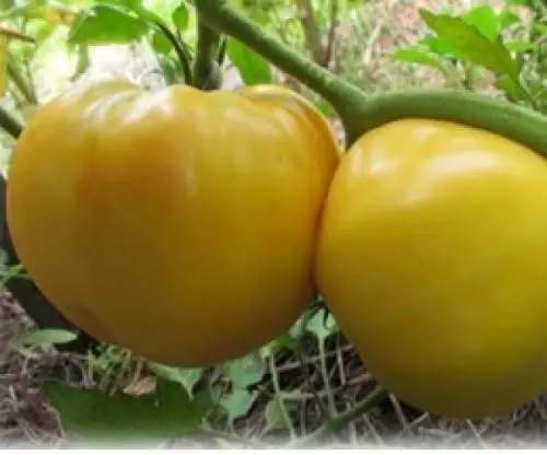 Varieties of indeterminate tomatoes for open ground