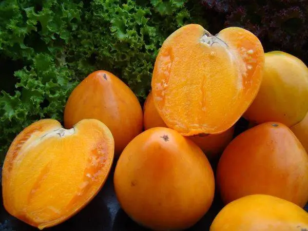 Varieties of indeterminate tomatoes for open ground