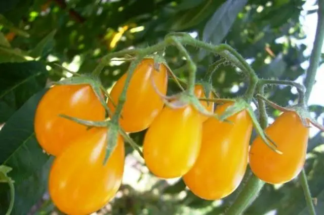 Varieties of indeterminate tomatoes for open ground