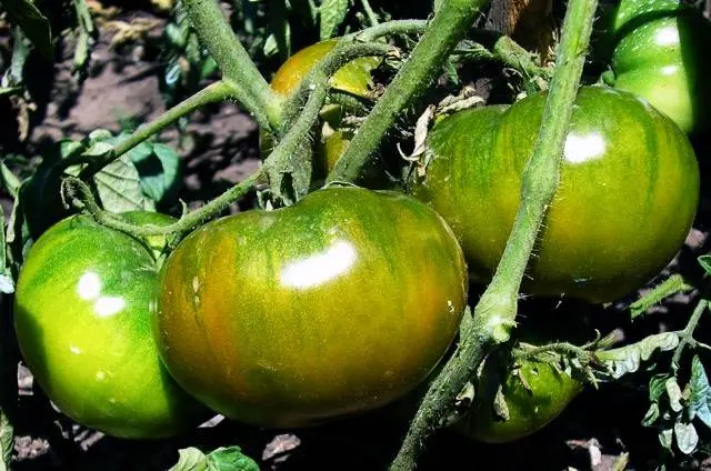 Varieties of indeterminate tomatoes for open ground