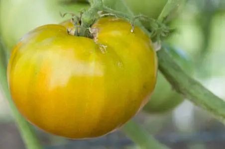 Varieties of indeterminate tomatoes for open ground